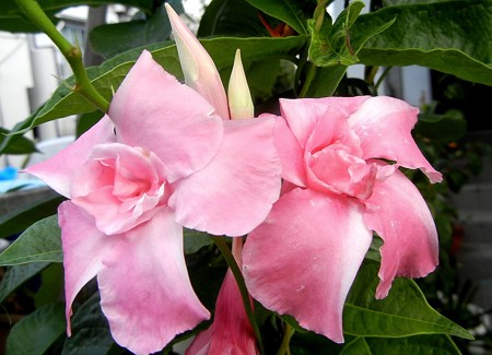 マンデビラ・ピンク