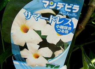 マンデビラ・サマードレス・花名札