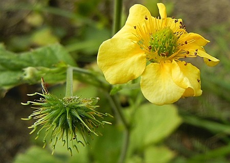 ダイコンソウ・12.09.22