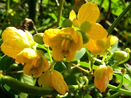 エビスグサ・12.11.06