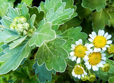 ハナイソギク・A