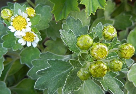 ハナイソギク・C