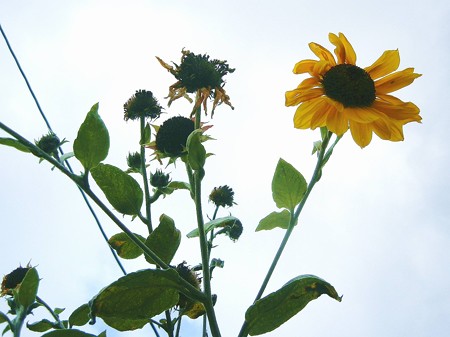 コウテイヒマワリ・12.12.05