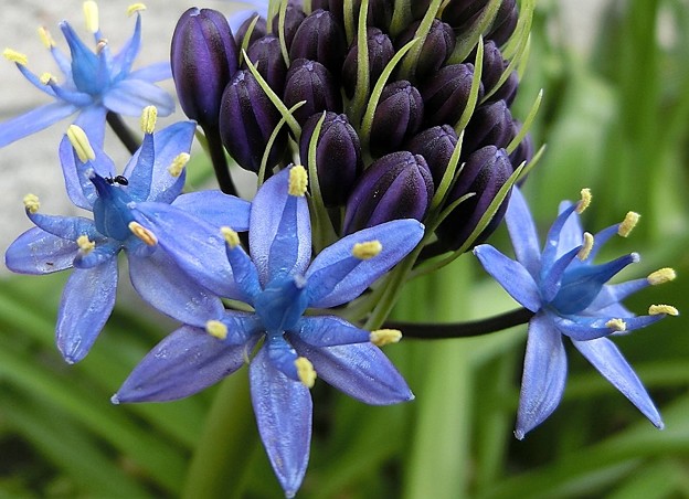 シラー・ペルヴィアナ・C