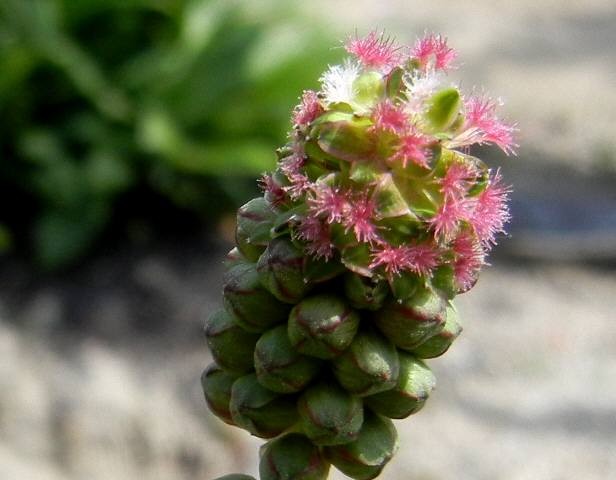 サラダバーネット・C