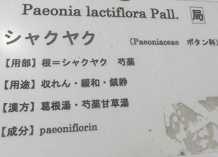 シャクヤク・花名札B