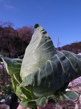 キャベツ栽培３