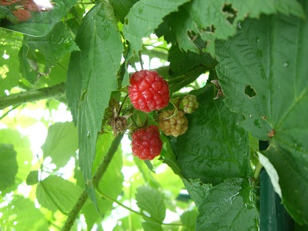 写真: ラズベリー栽培１
