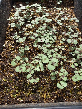 写真: 赤シソ栽培２