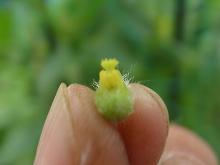 写真: ころたん人工授粉２