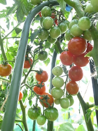 写真: ミニトマト２