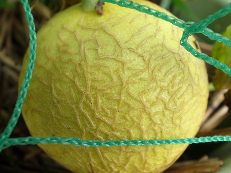 写真: ころたん収穫時期４