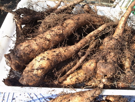 写真: ヤマイモ１