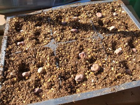 写真: ツタンカーメン栽培２