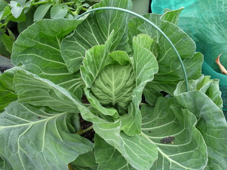 写真: キャベツ４