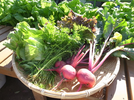 写真: 収穫野菜１