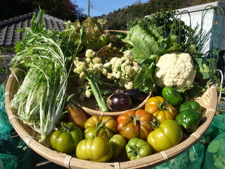 写真: 収穫野菜２