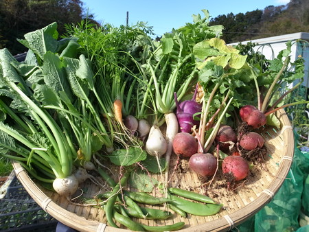 写真: 収穫野菜３