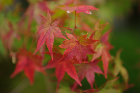 知恩院　方丈庭園_02