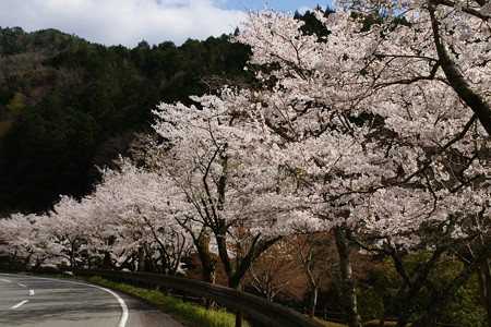 川代公園の桜_01