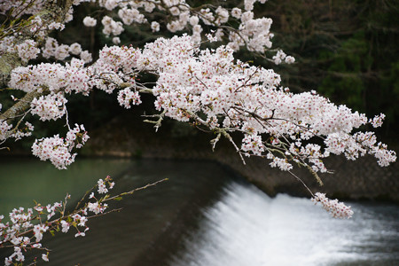 川代公園の桜_03