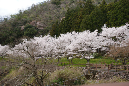 川代公園の桜_06