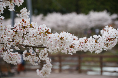 川代公園の桜_07