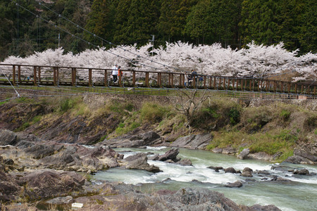 川代公園の桜_08