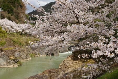 川代公園の桜_09