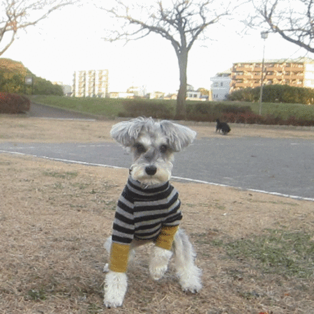 ビッテのへんてこダンス♪