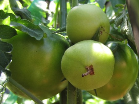 7・９　桃太郎トマト