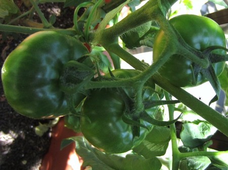 7・９　桃太郎トマト (2)