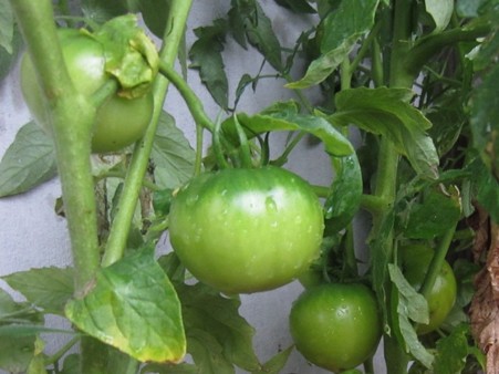 7・21　桃太郎トマト