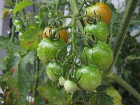 7・21ミニトマト  (3)