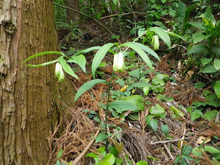 ホウチャクソウ