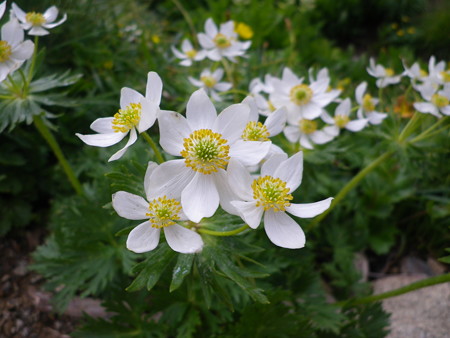 ハクサンイチゲ