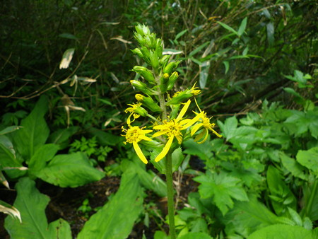 オタカラコウ？