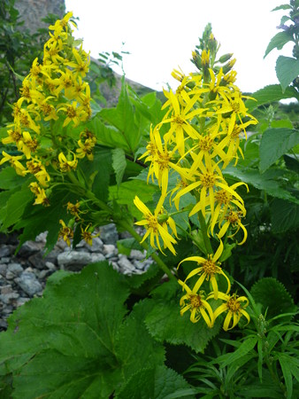 オタカラコウ？