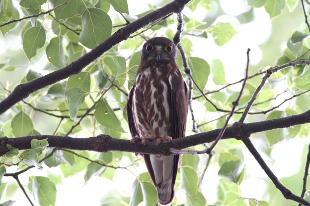 写真: アオバズク(2)IMG_2017