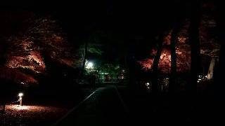 松戸市東漸寺ライトアップ