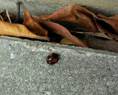 初見え　てんとう虫