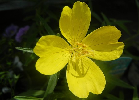 エノテラ・07.29