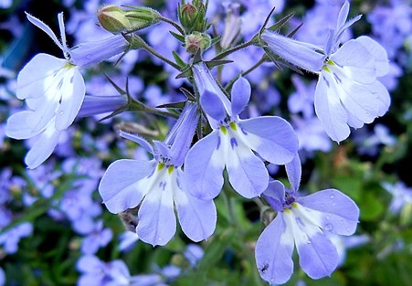 サマーロベリア・A