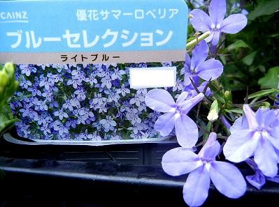 サマーロベリア・花名札
