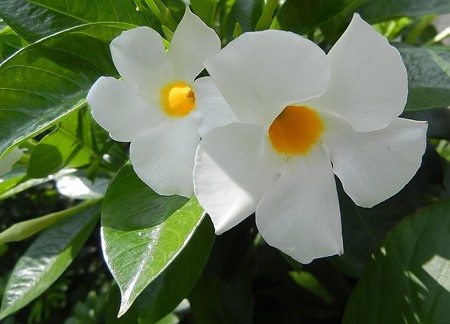 マンデビラ・サマードレス・A