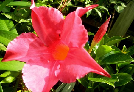 マンデビラ・赤