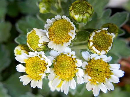 ハナイソギク・B