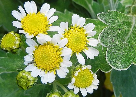 ハナイソギク・D