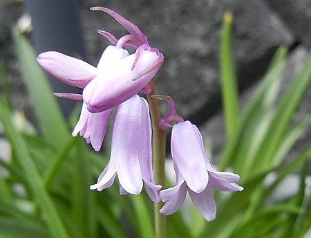 シラーカンパニュラータ・B