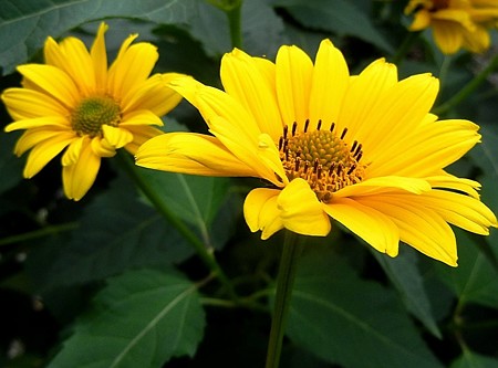 ヘリアンサス・アトロルベンス・13.07.11